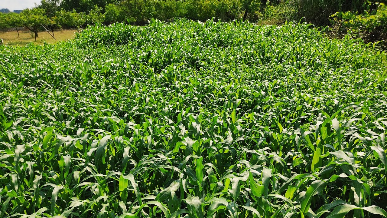 3 Metrelik Yem Bitkisi Şeker Sorgumu
