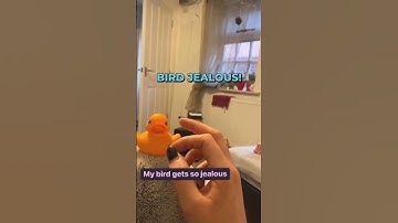 Bird Gets Jealous And Picks Up Rubber Duck 🤣