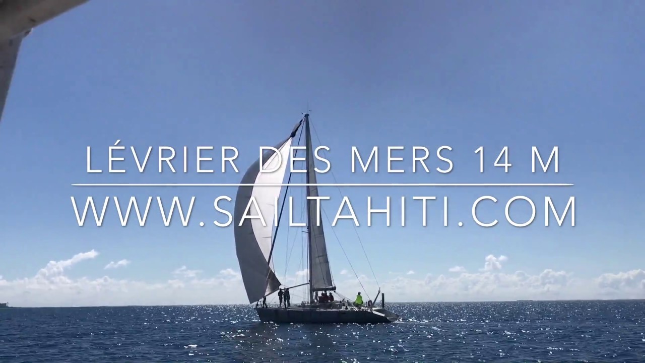 Levrier des Mers   Sterenn