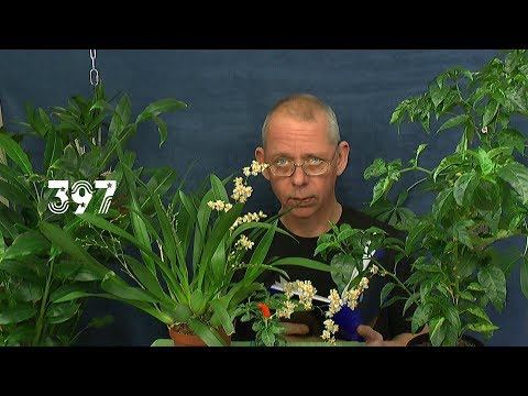 Video: Flaschenbaum. Drinnen wachsen