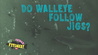 Do Walleye Follow Jigs