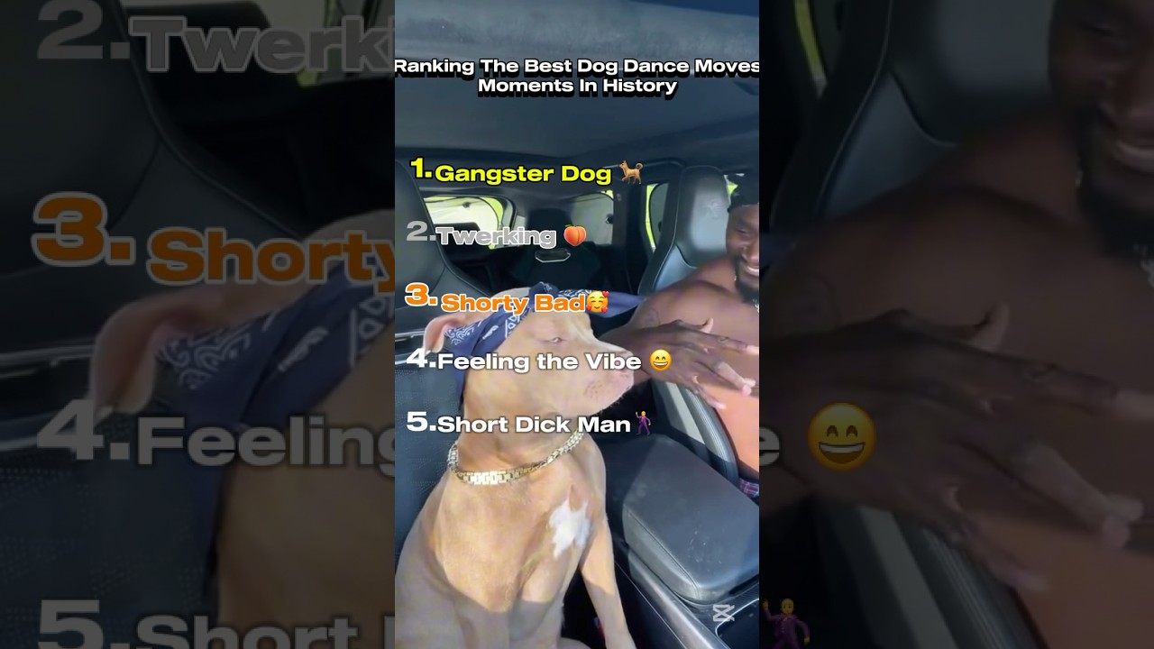 Dogs Have The Best Dance Moves🕺 