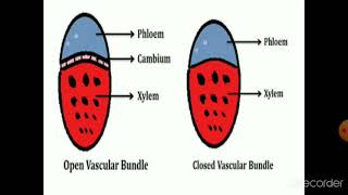 Différence entre amphicribral et amphivasal