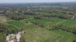 Ubud Bali HD - Relaxing Music Along With Beautiful Rice Field Nature Videos (Video HD)