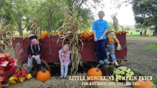 Little Munchkins Pumpkin Patch