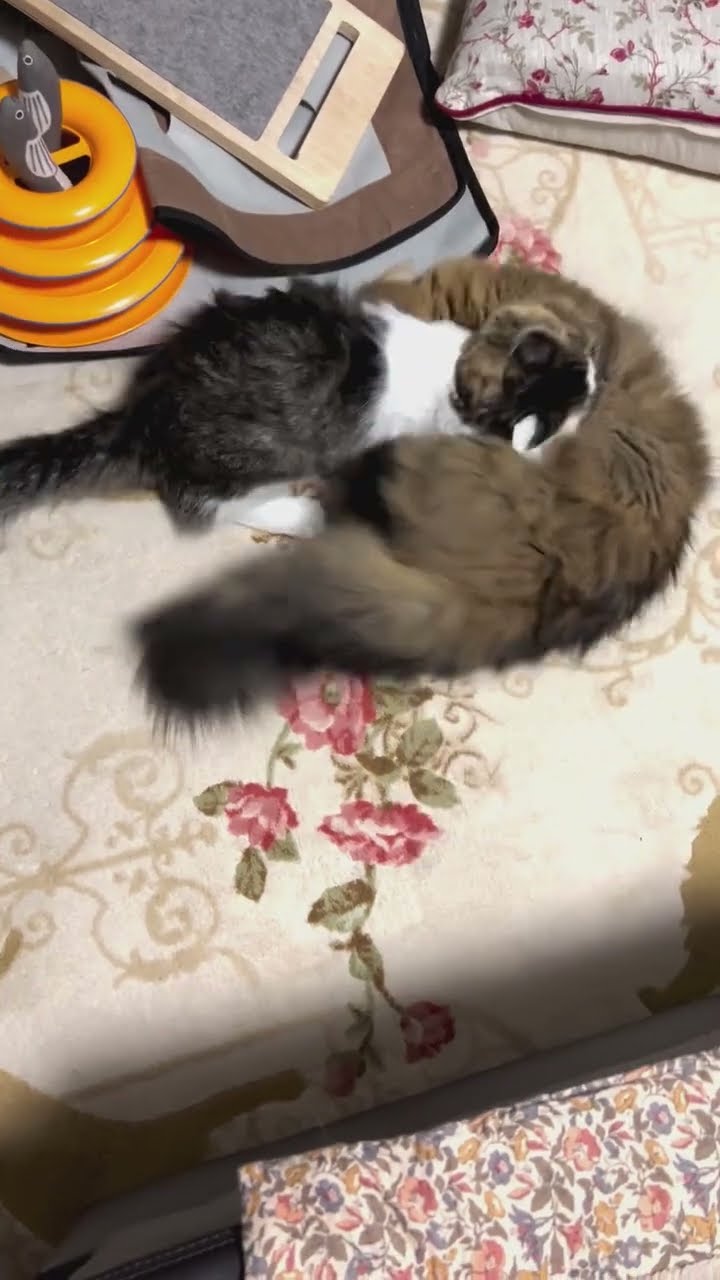 Funny  2 chat ? ? ? ?
