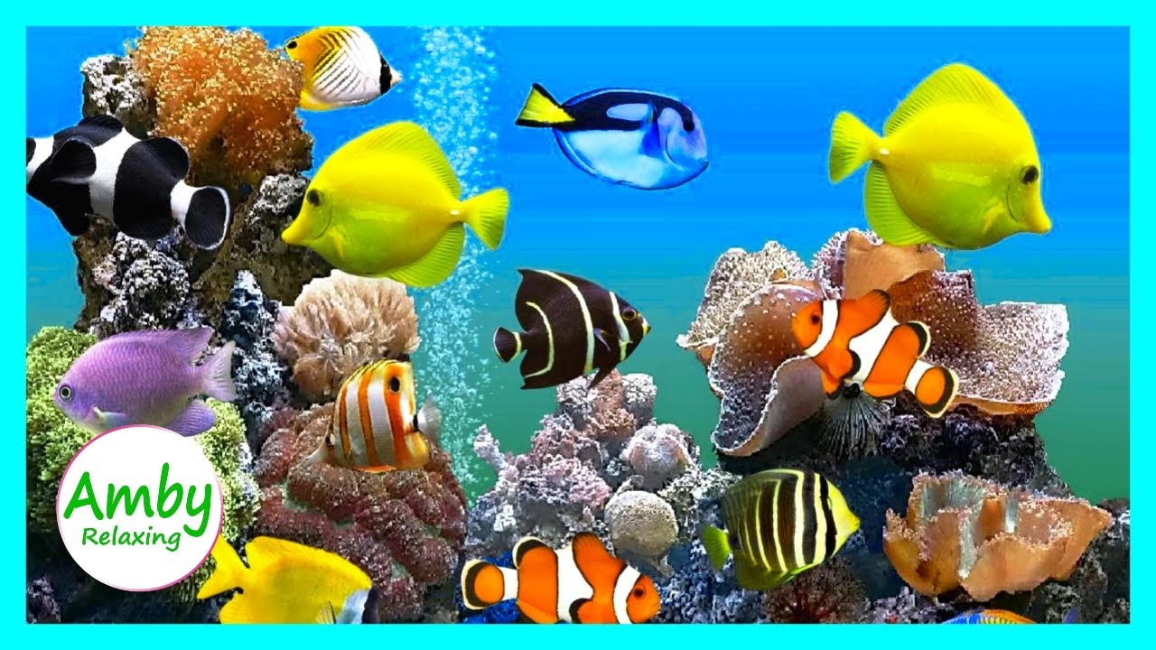 ? Stunning Aquarium & The Best Relaxing Music - SLEEP MUSIC - HD 1080P -  YouTube