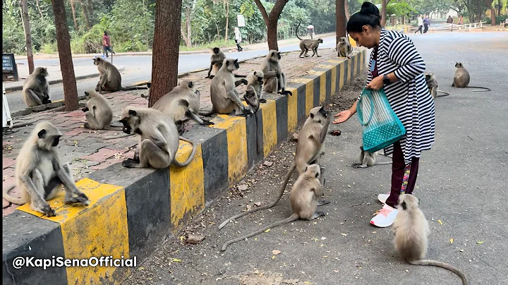 Feeding Food To Monkeys (Kapi Sena)🐵🐒  