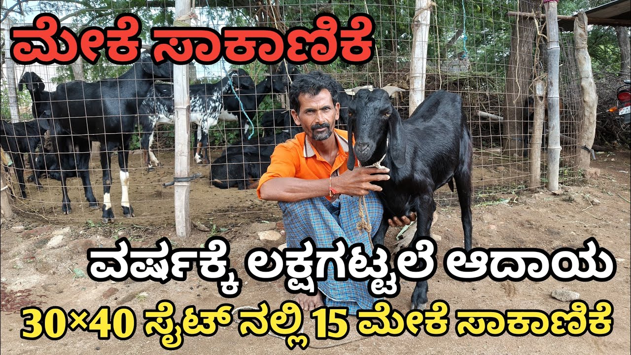 30×40 ಸೈಟ್ ನಲ್ಲಿ 15 ಮೇಕೆ ಸಾಕಾಣಿಕೆ | ವರ್ಷಕ್ಕೆ ಲಕ್ಷಗಟ್ಟಲೆ ಆದಾಯ | ಮೇಕೆ ಸಾಕಾಣಿಕೆ ಸಂಪೂರ್ಣ ಮಾಹಿತಿ