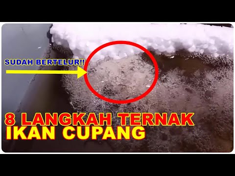 8 Langkah Mudah Cara Ternak Ikan Cupang Untuk Pemula