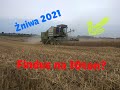 Żniwa 2021/Pszenica Findus kolejny rok na 10ton?/Fortschritt E514/Zetor 7211/Ursus C-330/Autosan D47