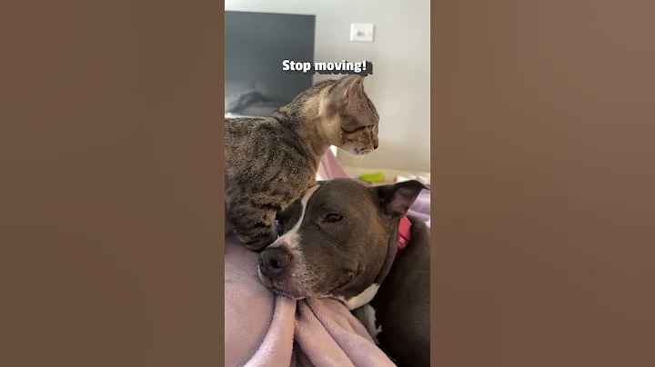 Video 7946481: cat bath, cat cute kitten dog, pet entertainment