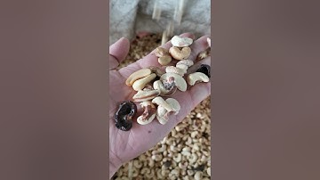 Angelon 2021 the latest belt type color sorting machine special for cashew nuts/jasmine@ajlong.cn