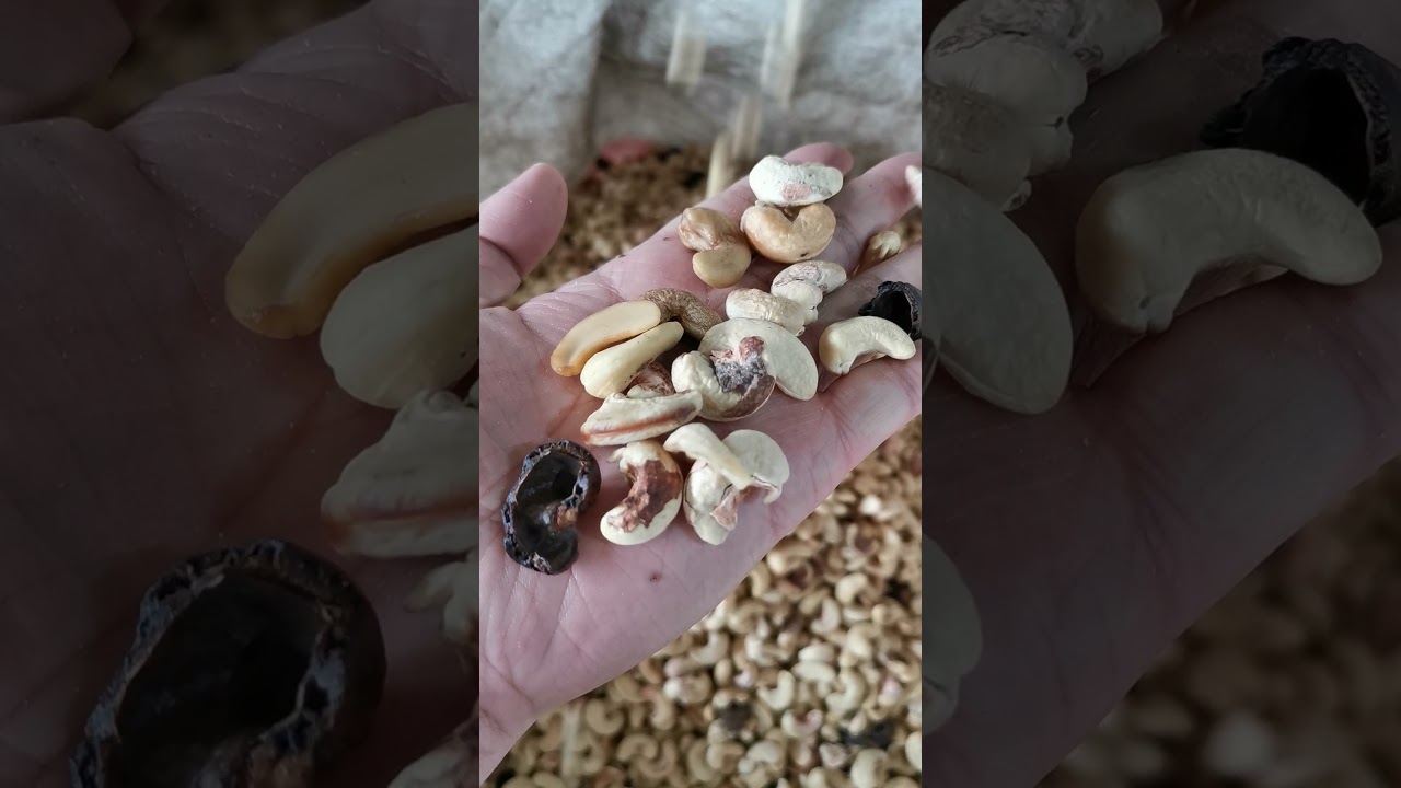 Angelon 2021 the latest belt type color sorting machine special for cashew nuts/jasmine@ajlong.cn