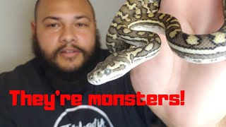 Celebrity Carpet pythons|| Are they mean monsters? Wealth