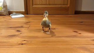 A Tiny Dinosaur Has Appeared! (Our Pet Call Duckling)