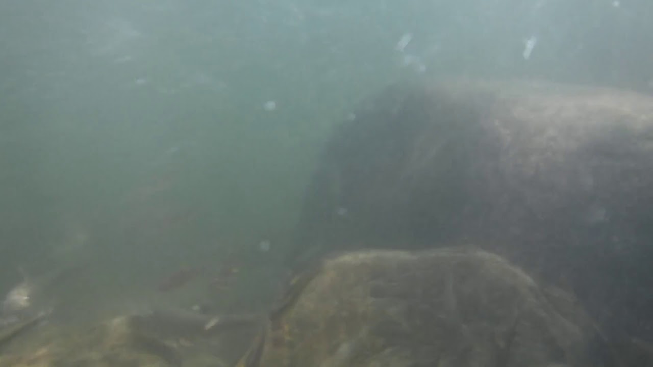 Spawning saffron shiners at Bald River Falls Tellico Plains, TN (2/2