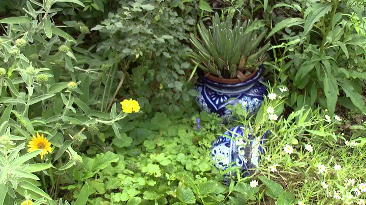 Shade and sun garden meet whimsy| Robin Howard Moo...