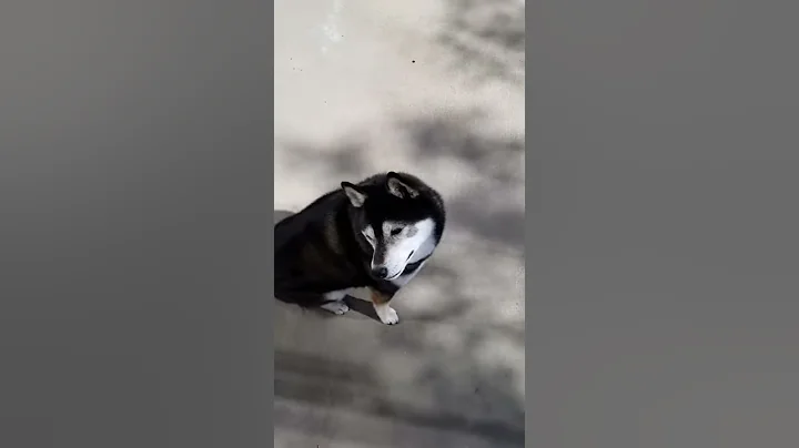 Connect with Canines Nosework Training