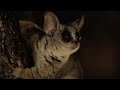 Bushbaby Risks it All For First Taste Of Banana | Big Little Journeys | BBC Earth