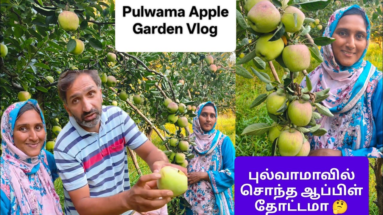 Pulwama kashmir Apple Garden Vlog/ புல்வாமாவில் சொந்த ஆப்பிள் தோட்டமா 🤔#apple #garden #kashmir #vlog