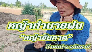 หญ้าชันกาด ทำนายฝนได้ วิธีดูแบบง่ายๆ