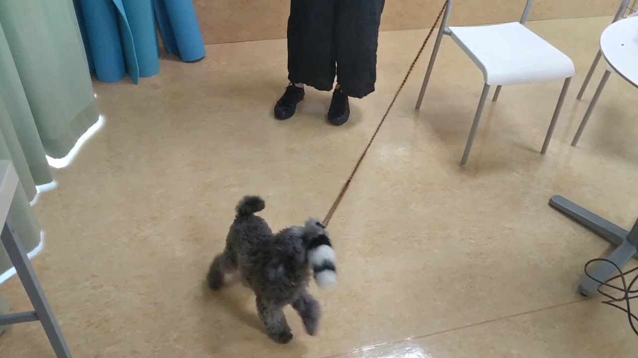 【子犬のしつけ方教室】トイプードルのぽんちゃん YouTube