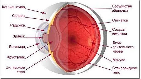 Анатомия (строение глаза)
