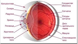 видео Функции органа зрения и строение глаза человека