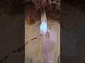 This animal's fur is really white #animals#nature#vidioshort