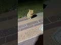 怪我した野良猫茶々丸