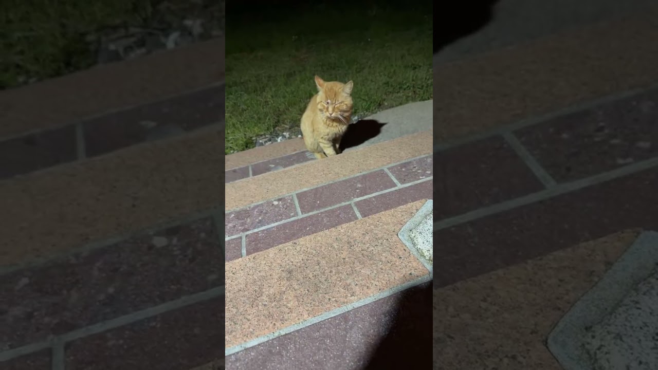 怪我した野良猫茶々丸