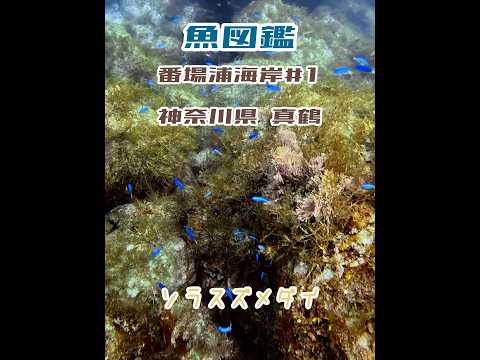 魚図鑑【ソラスズメダイ】番場浦海岸#1 神奈川県 真鶴#shorts