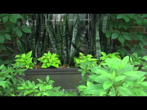 فيديو: نباتات سانسفيريا المزهرة - تعرف على نبات ثعبان صفير كينيا