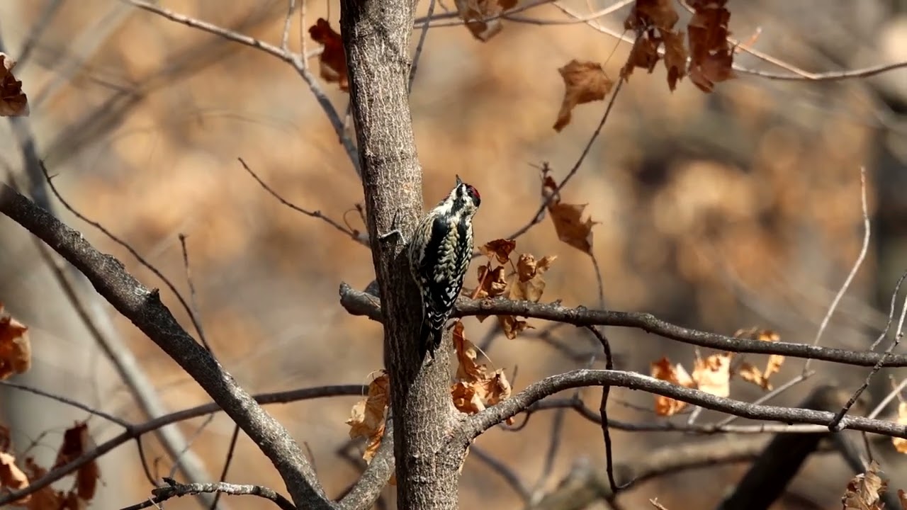 Yellow-Bellied Sapsucker