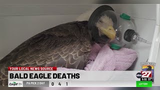 Wildlife caretakers suggest leadless ammunition for hunters after bald eagle death