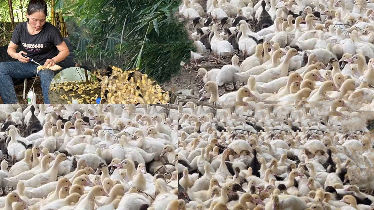 Duck Farming:The extremely simple and effective duck farming process by Phung Nghi Farm