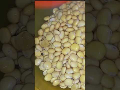 Lupini beans #tiktok 