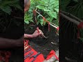 RUNNING TREES #shorts #satisfying #trending #viral