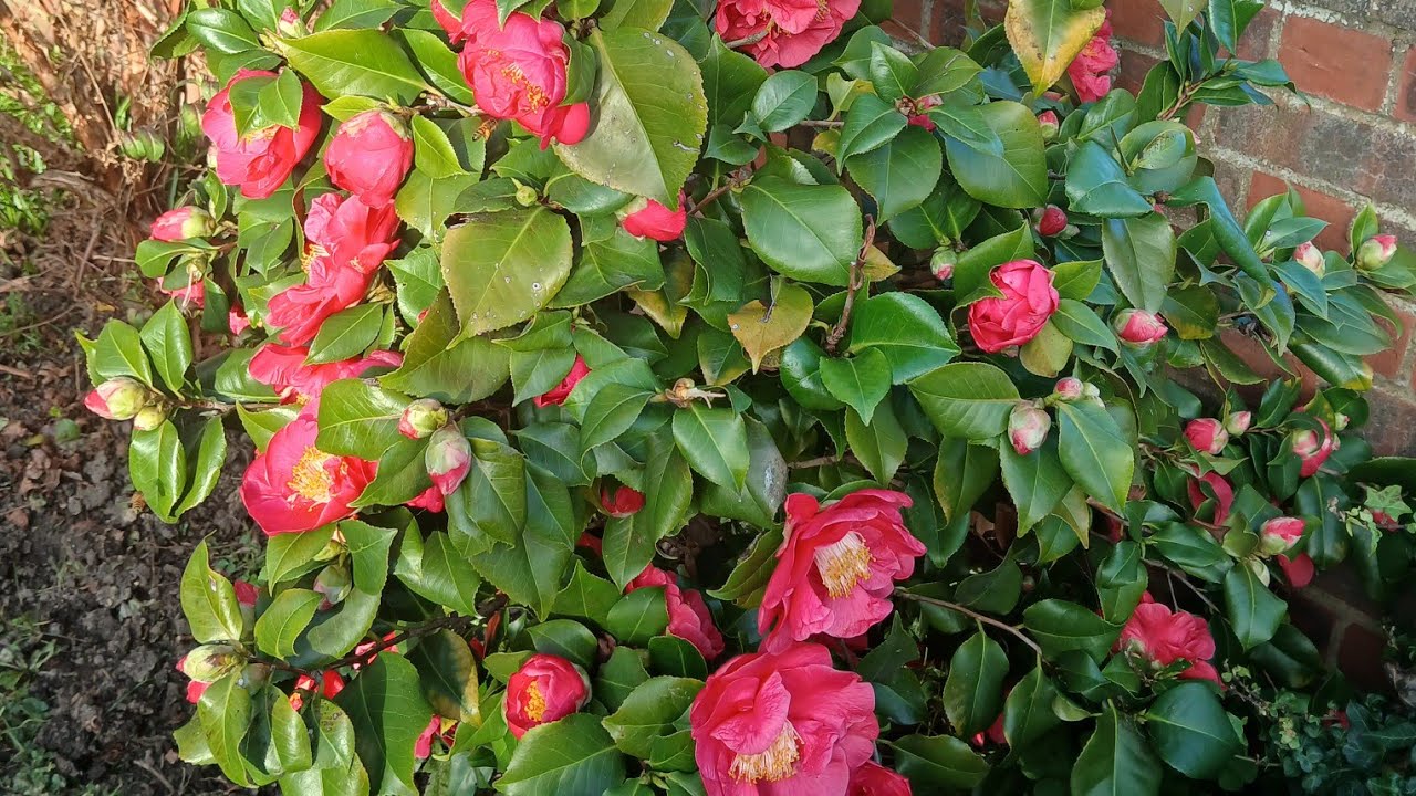 Good evening friends 💕❤️