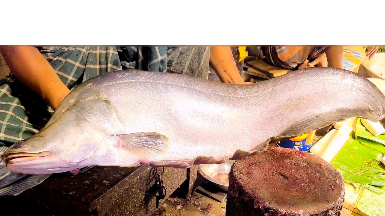 13 kg LifeAmazing Giant Clown Knife Fish Cutting Live In Fish Market