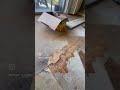Team Work on the Job👷‍♂️| Flooring Installation in Action #shorts