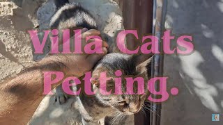 Petting Ums the Calm Village Cat. 🐈🎥😻 by Exciting Cats 18 views 11 days ago 1 minute, 54 seconds