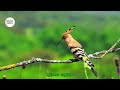 हुदहुद पक्षी का अनसुना राज | Amazing Facts About Hoopoe in Hindi | epixnox explore 