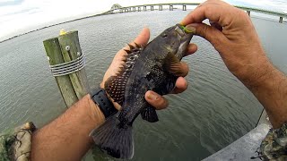 Saltwater Pier Fly Fishing - SEA BASS - Windy Day Fly Rodding