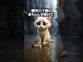 子猫の赤ちゃんを救って‼️#ゲーム #クイズ #暇つぶし #動物 #shorts