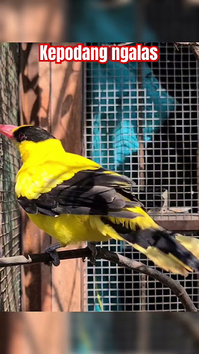 Kepodang ngalas untuk merangsang kepodang lain bunyi #kepodanggacor #kepodangemas #aviary #kepodang