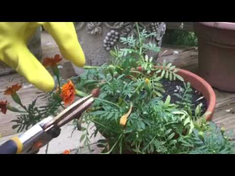 Video: When Should I Deadhead Marigolds - Tips on Removing Spend Marigold Flowers