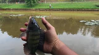 Tilapia on Damsel Nymph Fly