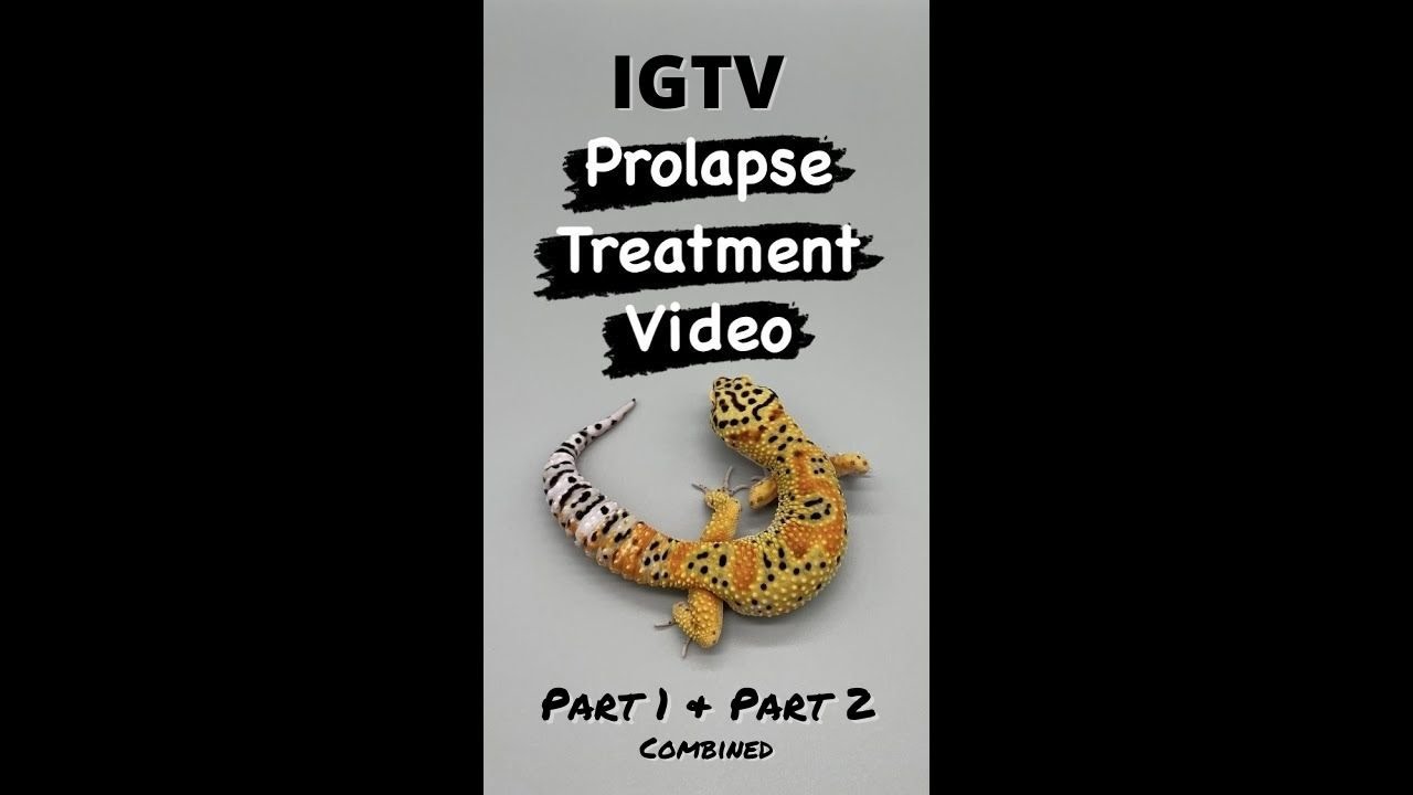 Leopard Gecko Prolapse Treatment